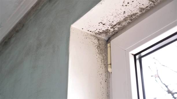 Professional Mold Removal in Calabasas, CA