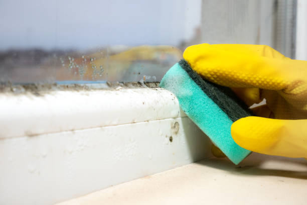 Certified Mold Removal in Calabasas, CA