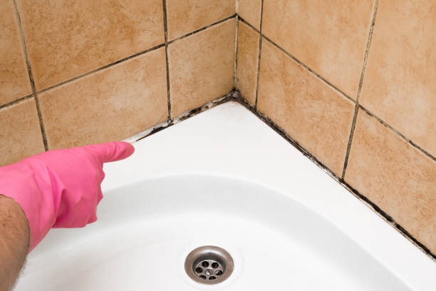 Mold Testing and Removal in Calabasas, CA